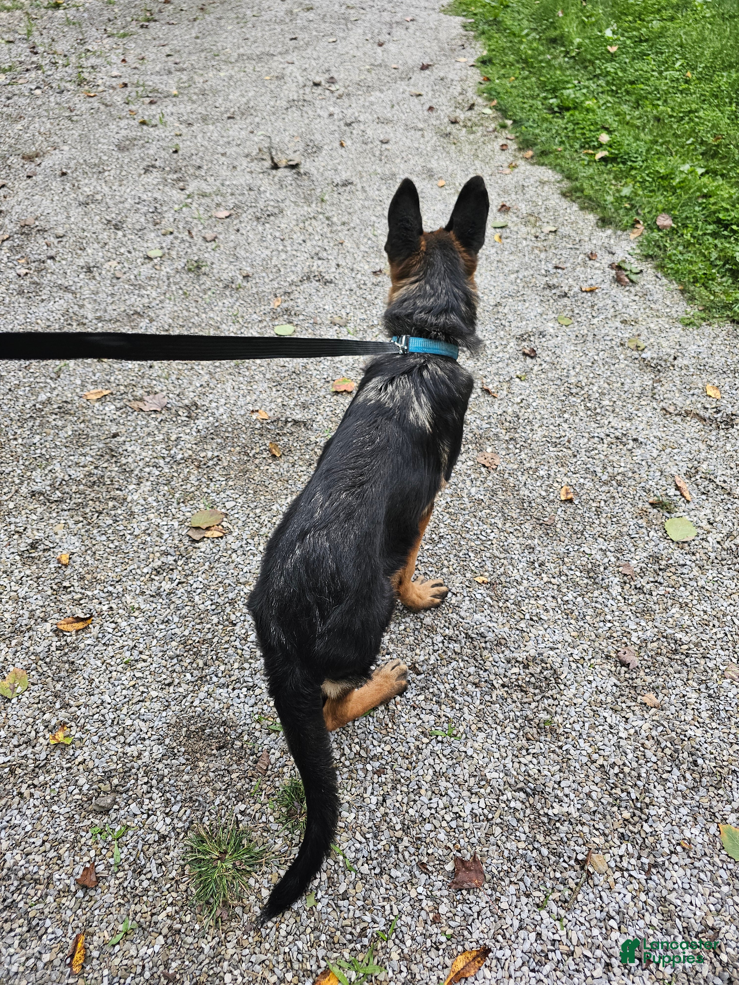 German Shepherd dogs Joe - Ad 2