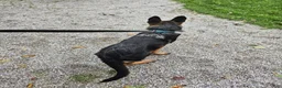 German Shepherd dogs for sale: Joe - Ad 2
