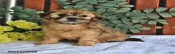 Shihpoo dogs for sale: Cookie - Ad 2