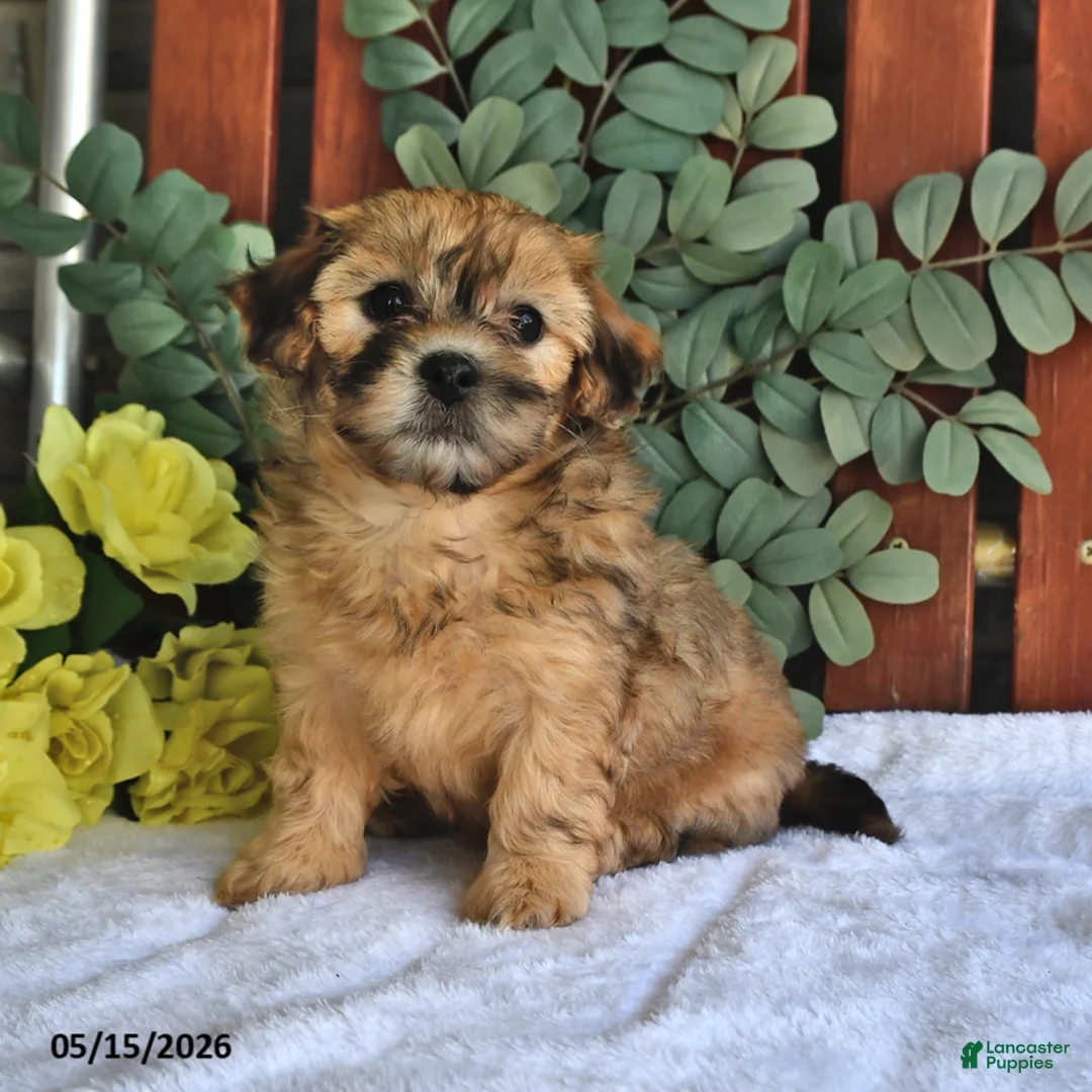 Shihpoo dogs for sale: Cookie - Ad 2