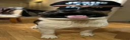 Akita dogs for sale: Akita Puppy 1 - Ad 1