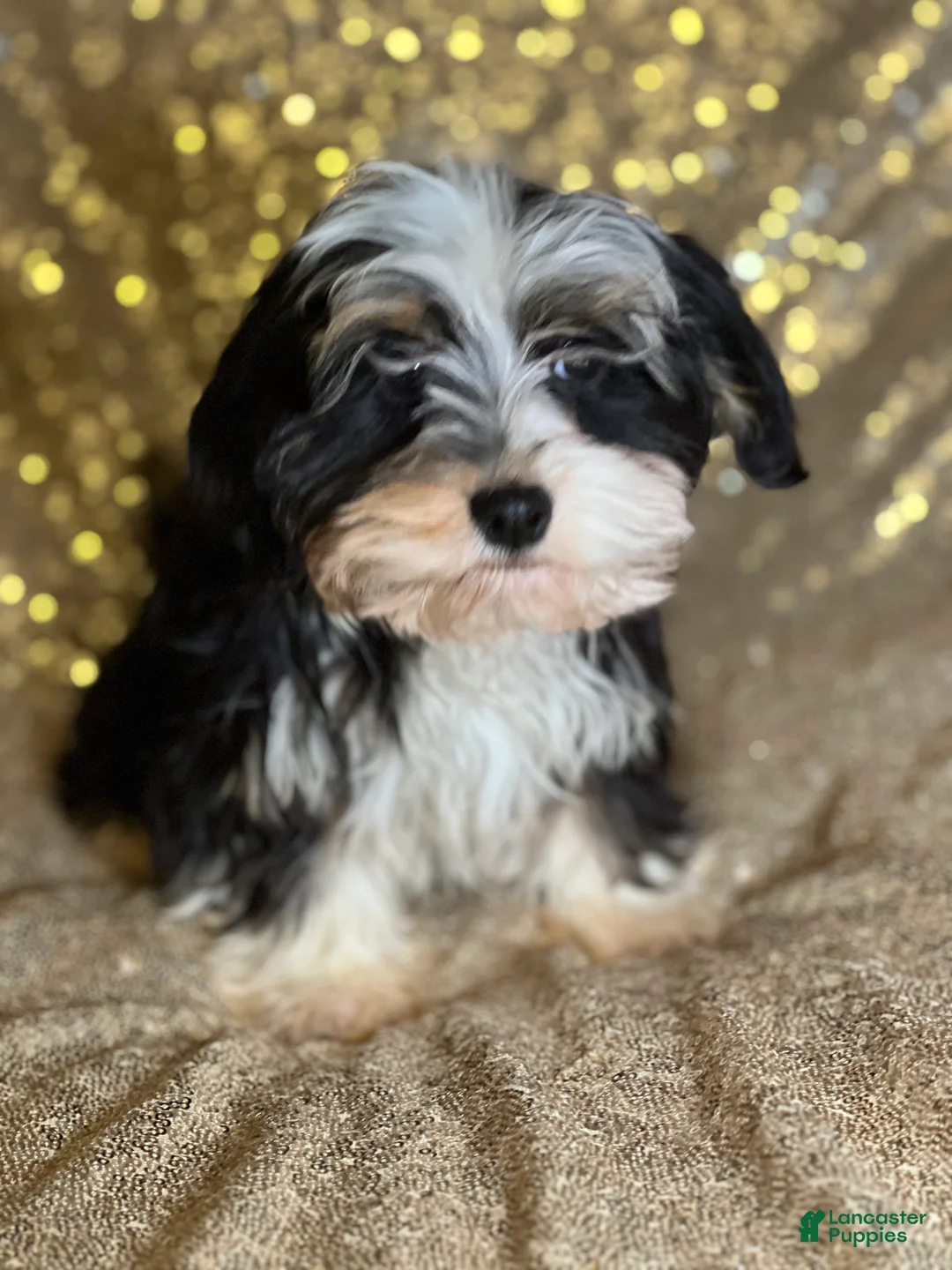Havanese dogs for sale: Nikki - Ad 6