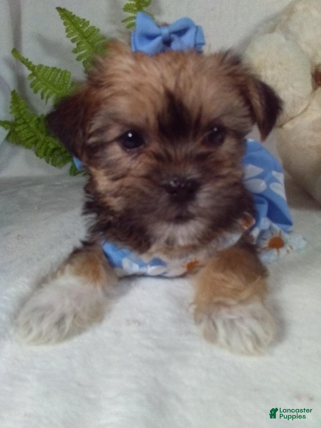 Shorkie dogs for sale: Gia - Ad 3