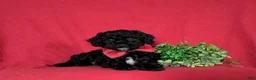 Miniature Poodle dogs for sale: Nolan - Ad 6
