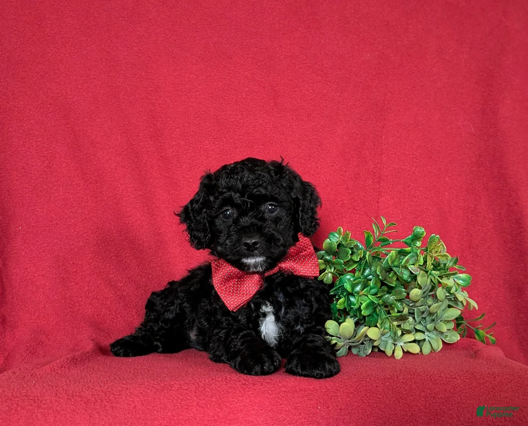 Miniature Poodle dogs for sale: Nolan - Ad 6