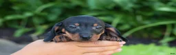 Miniature Dachshund dogs for sale: Zeke🐾 - Ad 16
