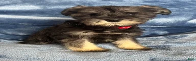 Miniature Schnauzer 4 (Jackson)