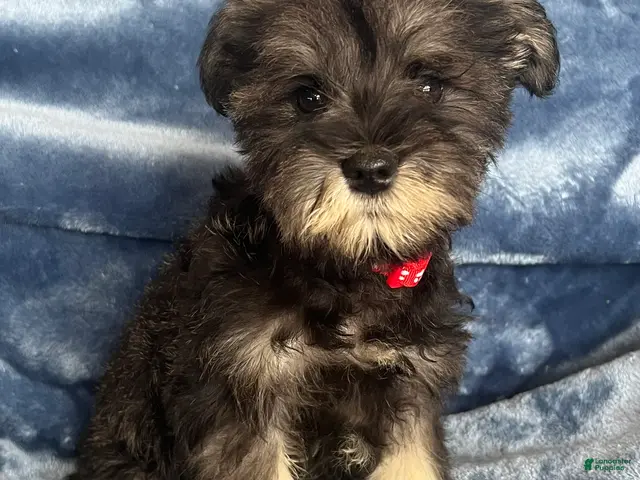 Miniature Schnauzer dogs Miniature Schnauzer 4 (Jackson) - Ad 1