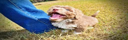 Havapoo dogs for sale: Oscar - Ad 8