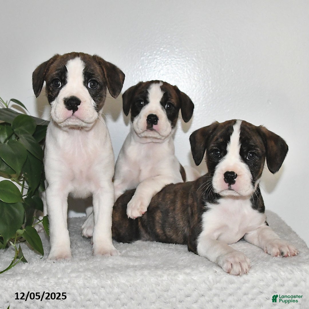 Mixed Breed dogs for sale: Tinsley - Ad 5