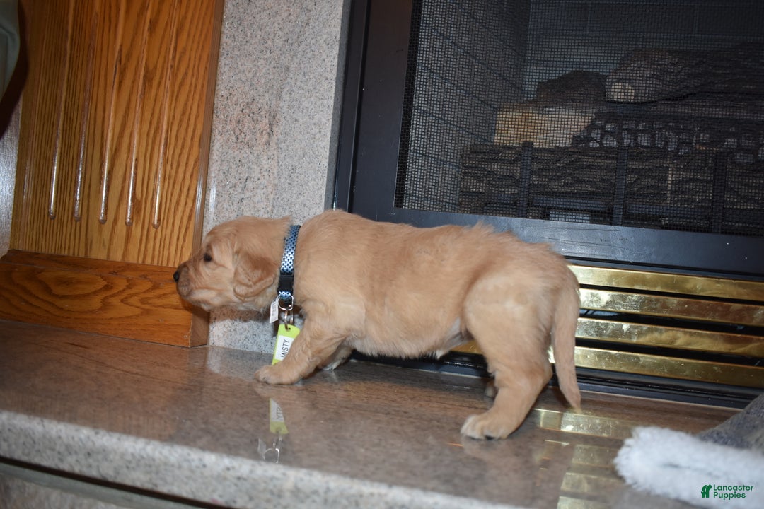 Golden Retriever dogs for sale: Misty - Ad 3