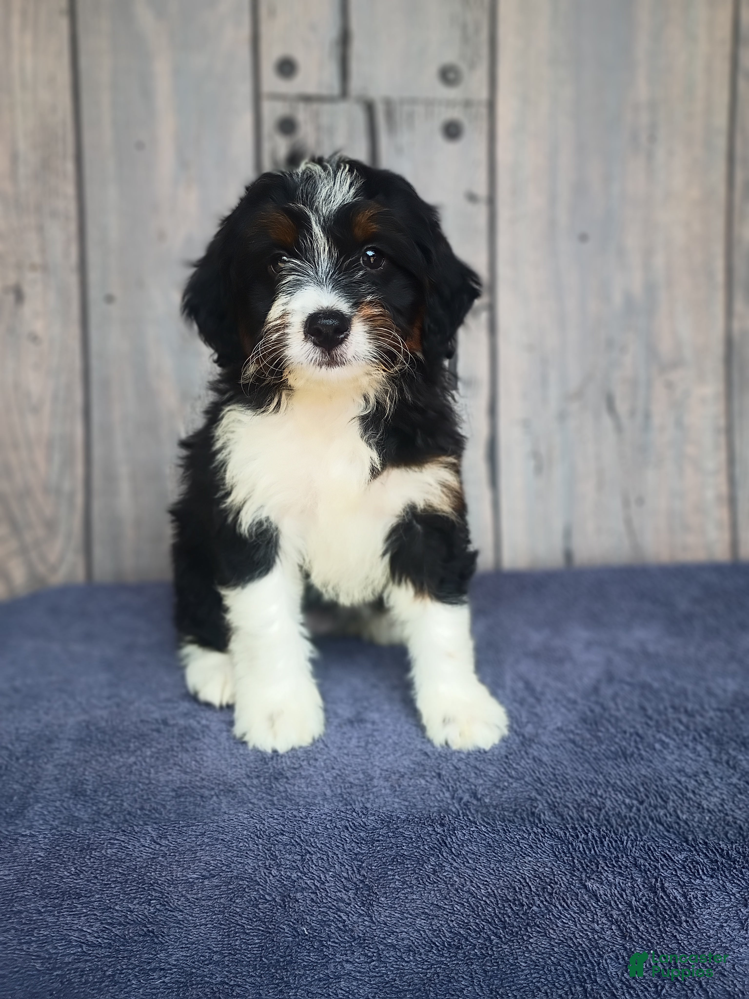 Mini Bernedoodle dogs Lainy - Ad 1
