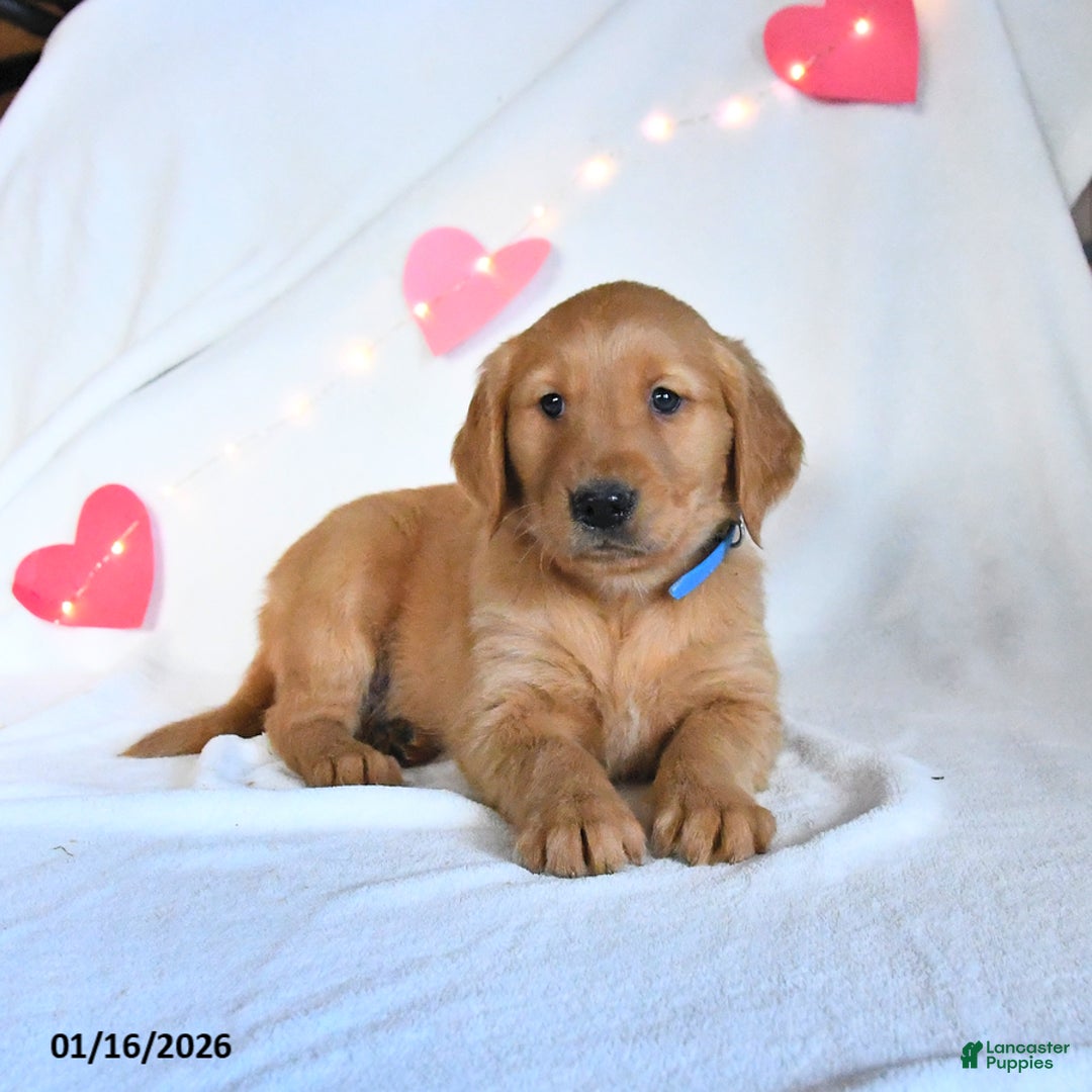 Golden Retriever dogs for sale: Miles - Ad 5