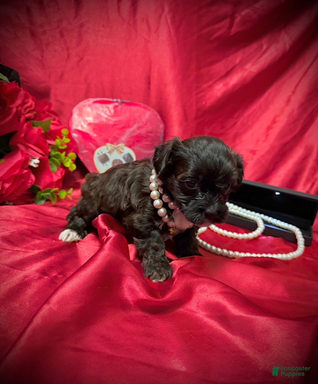 Yorkiepoo dogs for sale: Twix  - Ad 5