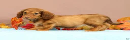 Miniature Dachshund dogs for sale: Ally - Ad 4