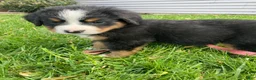 Bernese Mountain Dog dogs for sale: Silky  - Ad 4