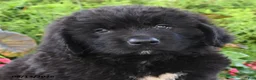 Newfoundland dogs for sale: Mikmaq - Ad 4