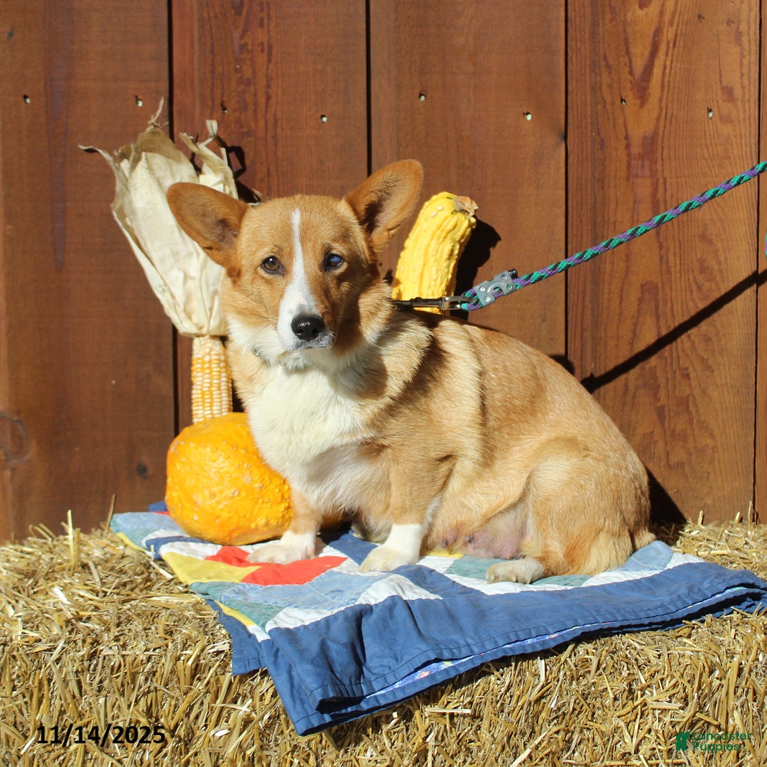 Welsh Corgi Pembroke dogs for sale: Macy - Ad 7