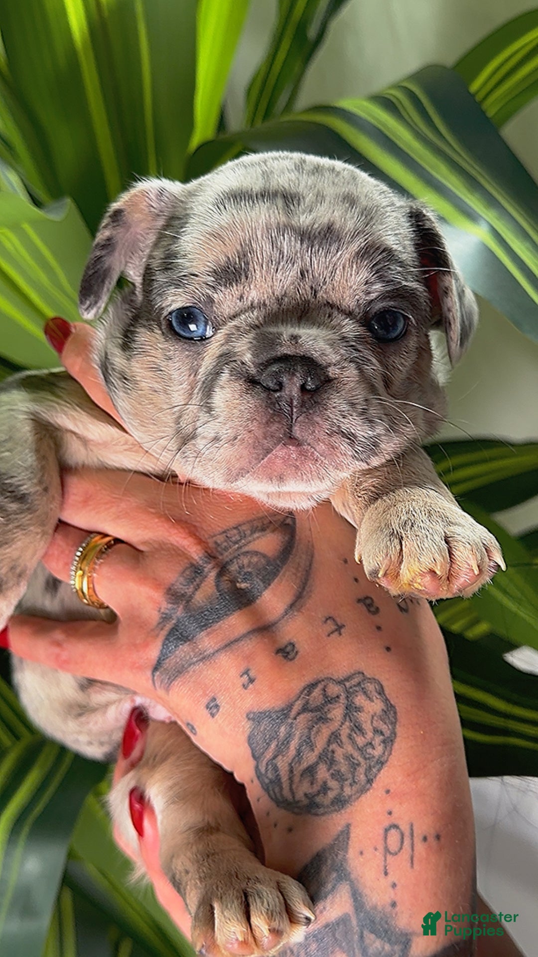 French Bulldog dogs for sale: TIFFANY - Ad 1