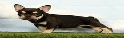 French Bulldog dogs for sale: Marshall - Ad 3