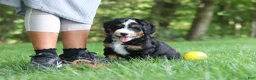 Mini Bernedoodle dogs for sale: Teddy - Ad 1