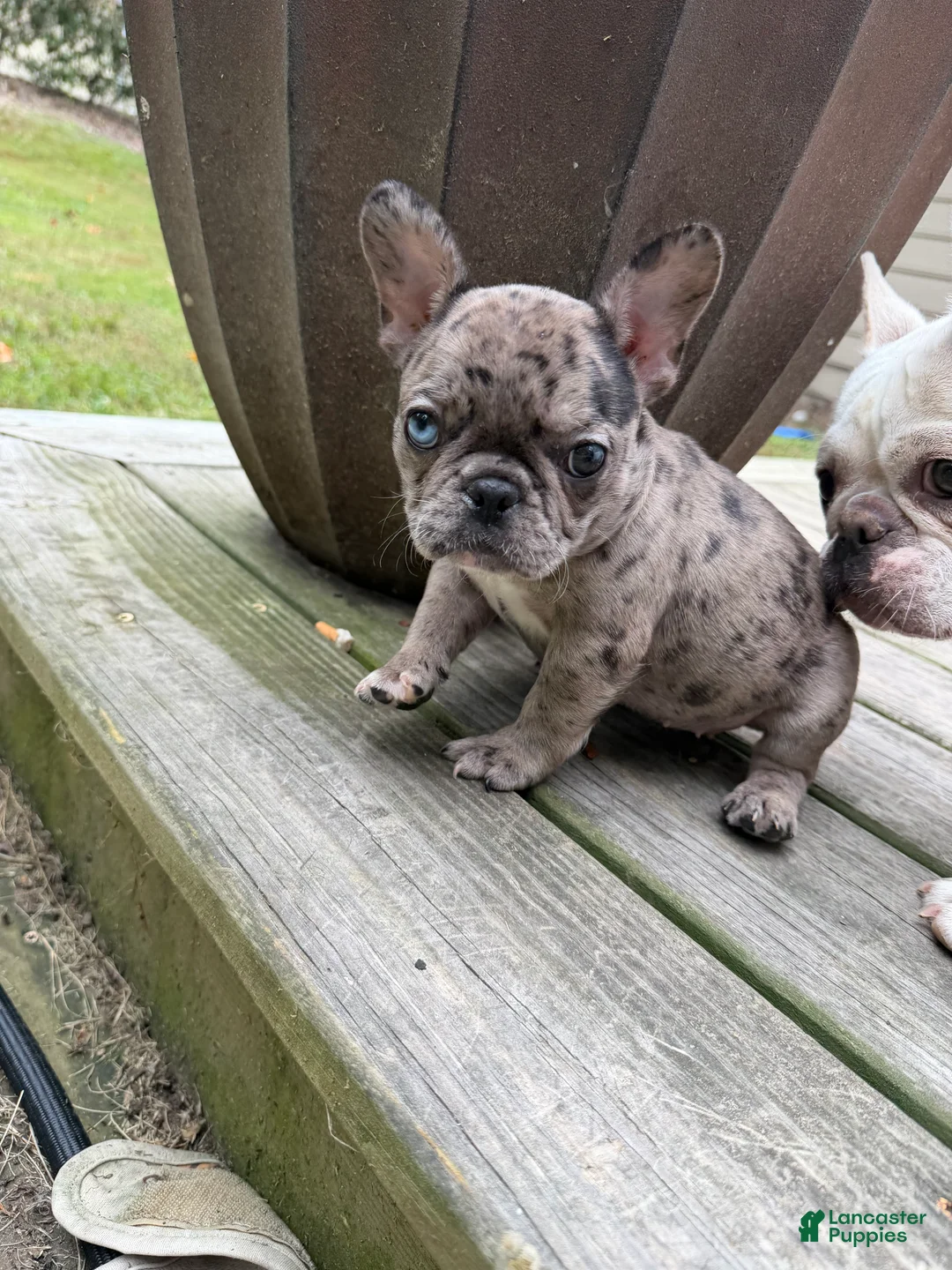 French Bulldog dogs for sale: Merle Female B - Ad 2