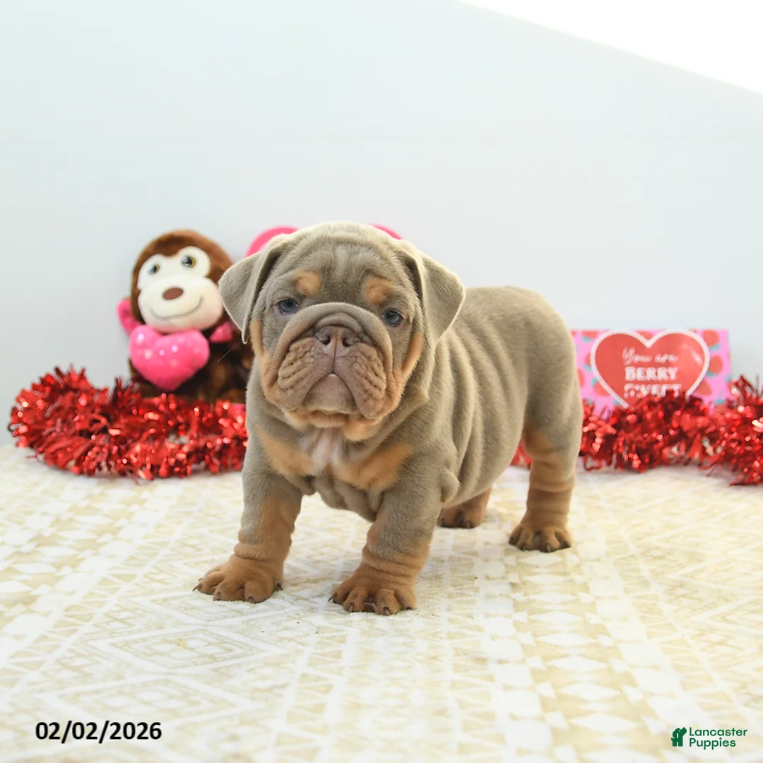 English Bulldog dogs for sale: Royce - Ad 5