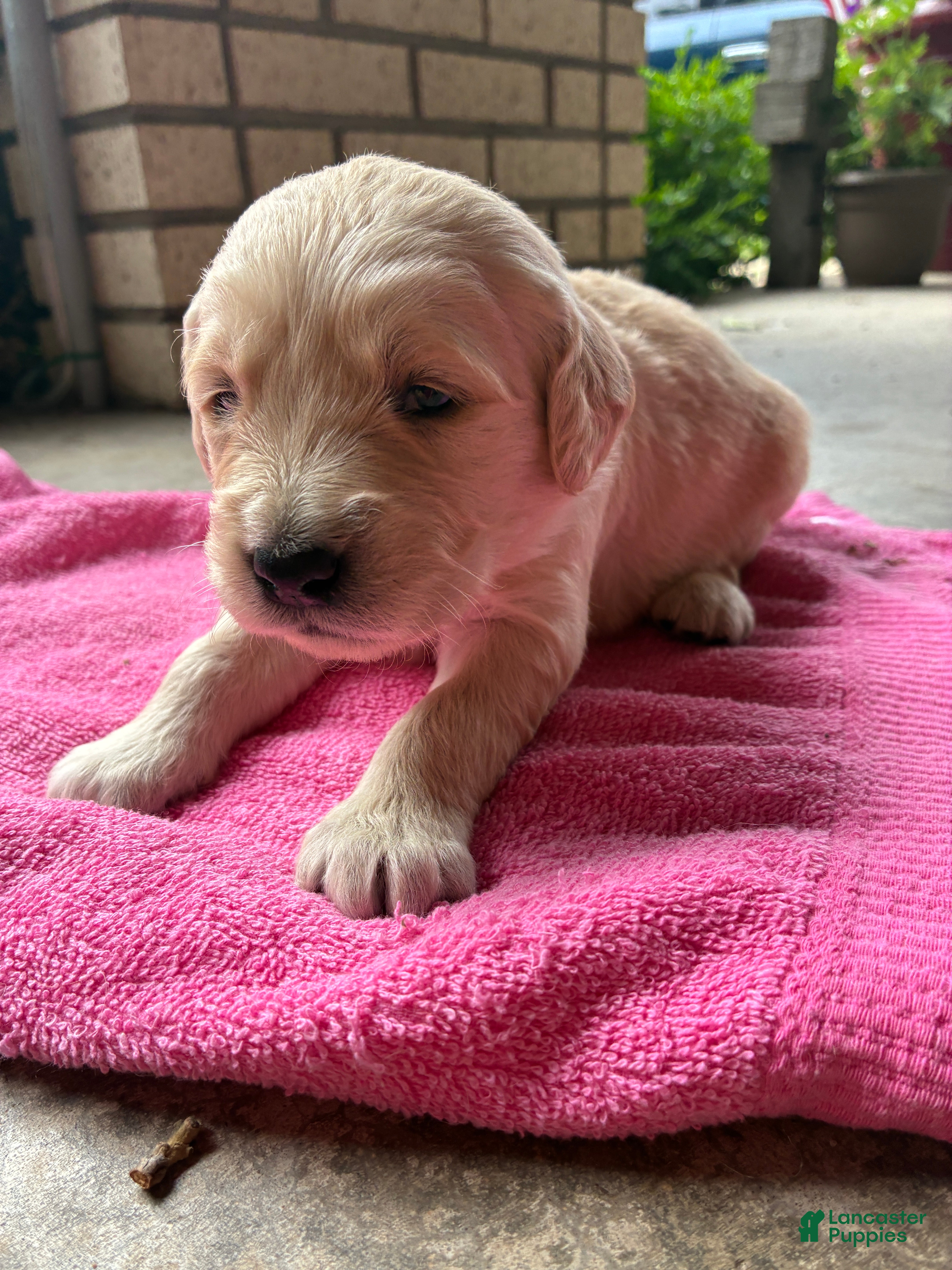 Golden Retriever dogs 4# Cougar - Ad 2