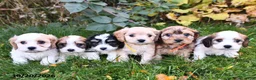 Cavachon dogs for sale: Teddy  - Ad 5