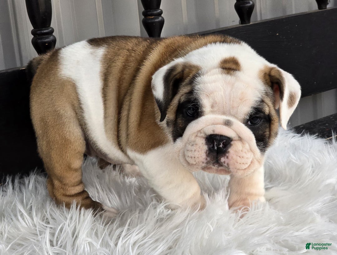 English Bulldog dogs for sale: Bella - Ad 2