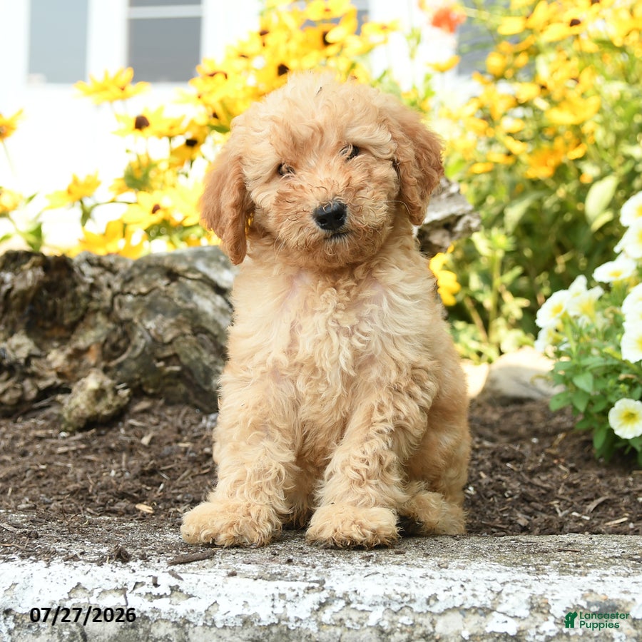 Mini Goldendoodle dogs Tressa - Ad 1