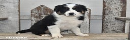 Border Collie dogs for sale: Blitz - Ad 5
