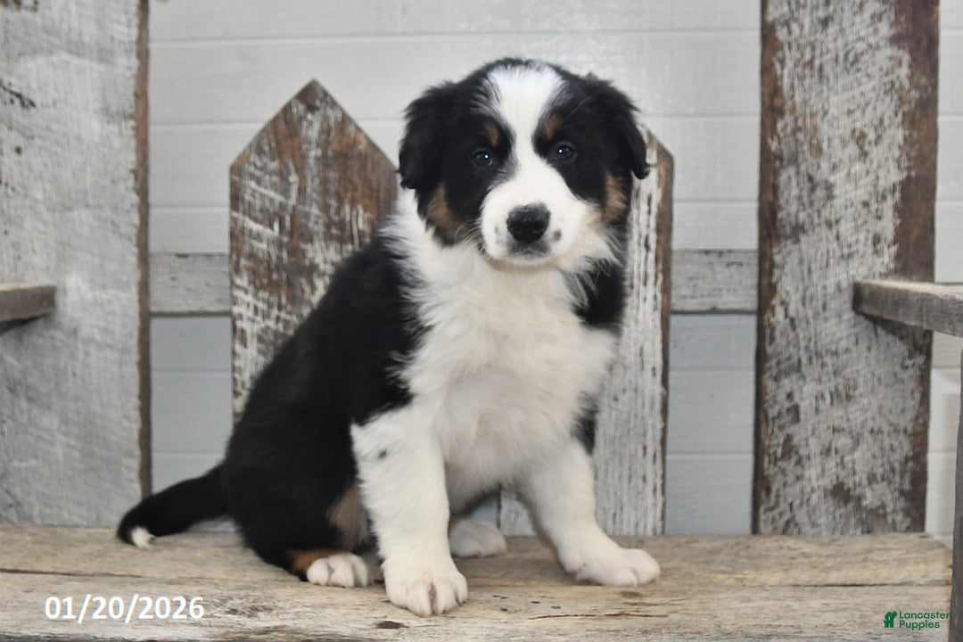 Border Collie dogs for sale: Blitz - Ad 5