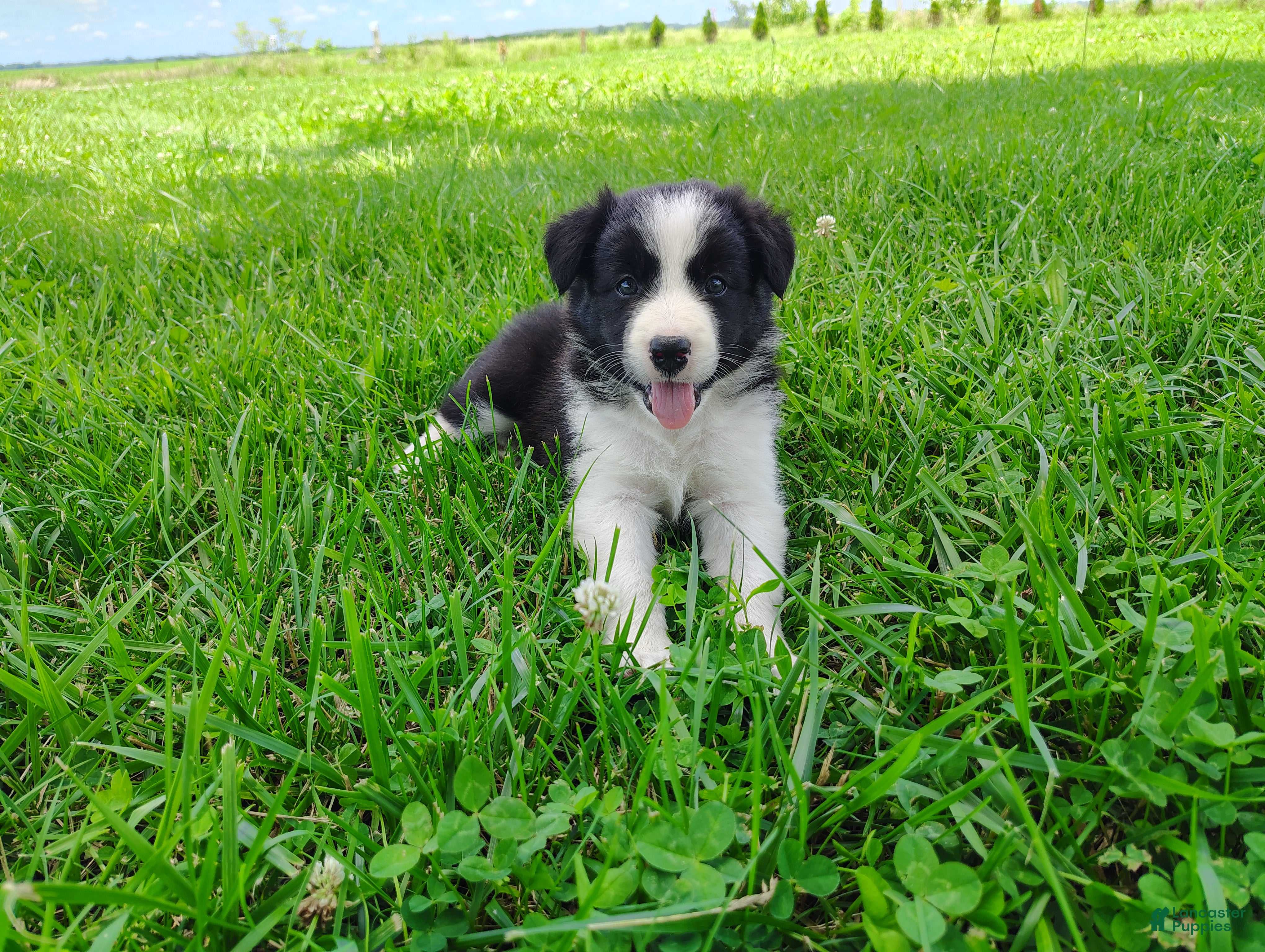 Border Collie dogs Denver - Ad 1
