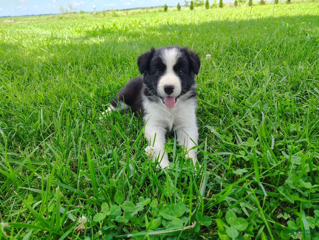 Border Collie dogs for sale: Denver - Ad 1