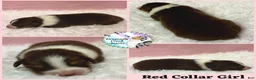 Australian Shepherd dogs for sale: Ladybug - Ad 5