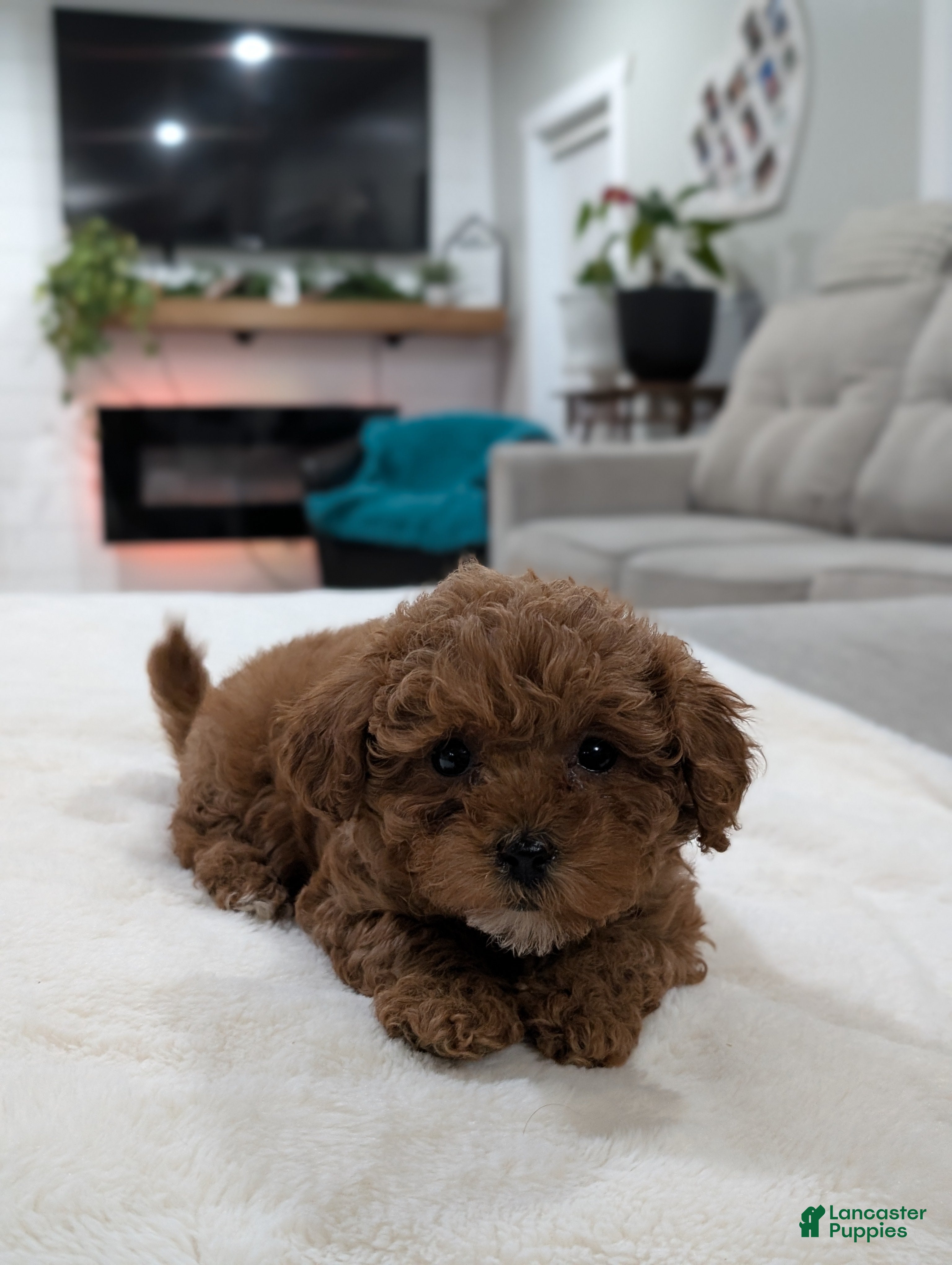 Shihpoo dogs Juniper  - Ad 2