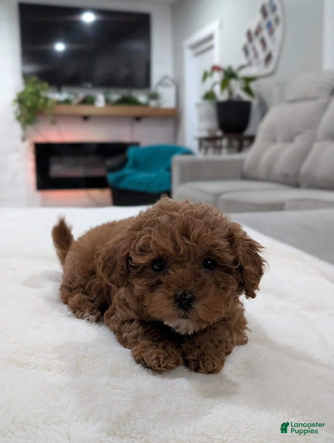Shihpoo dogs for sale: Juniper  - Ad 2