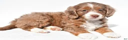 Mini Bernedoodle dogs for sale: Denise - Ad 5
