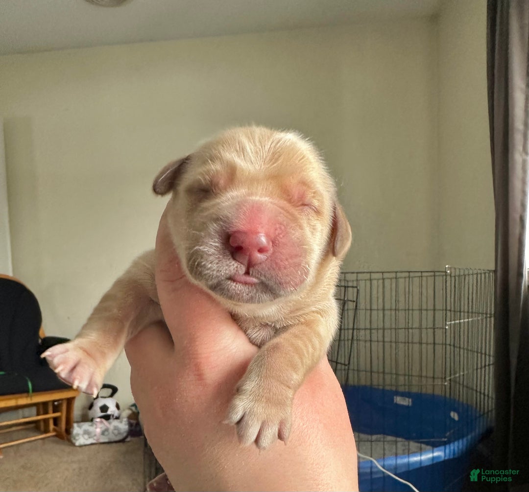 Golden Retriever dogs for sale: Golden Retriever Puppy 1 - Ad 3