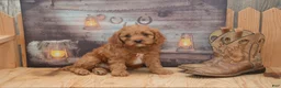 Cavapoo dogs for sale: Laine - Ad 1