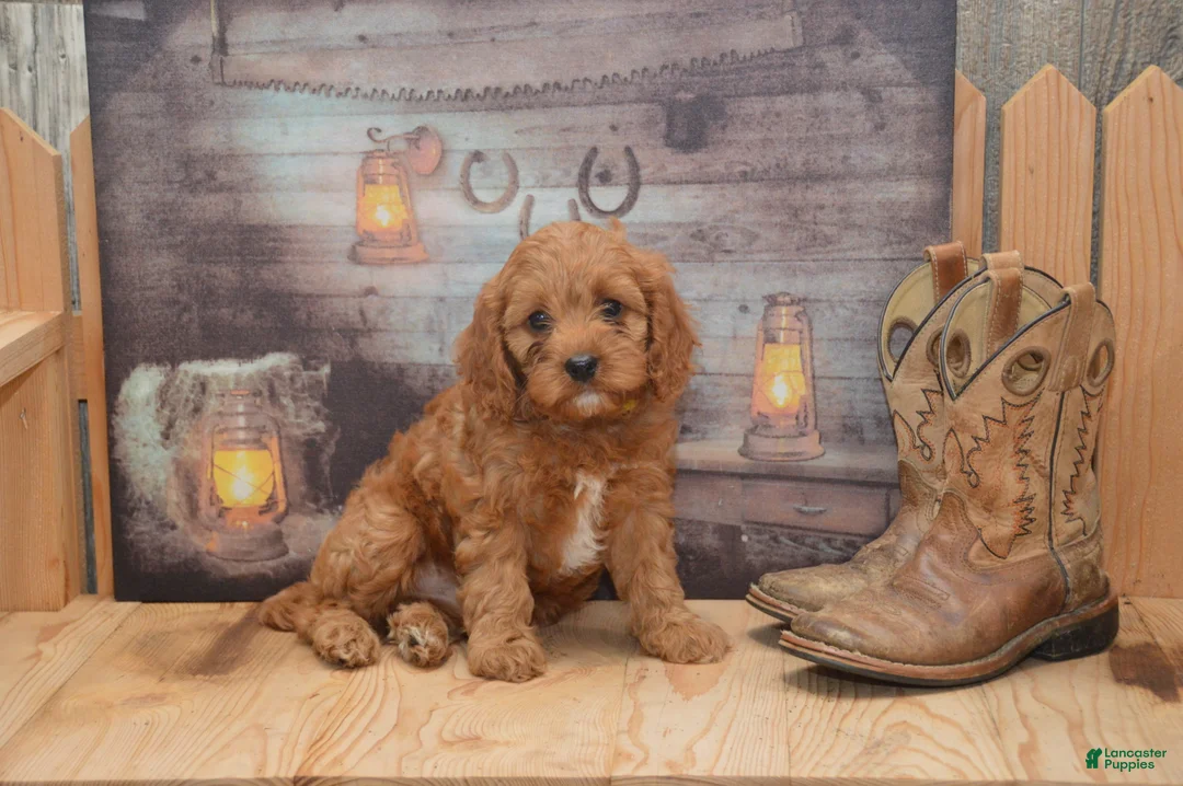 Cavapoo dogs for sale: Laine - Ad 1