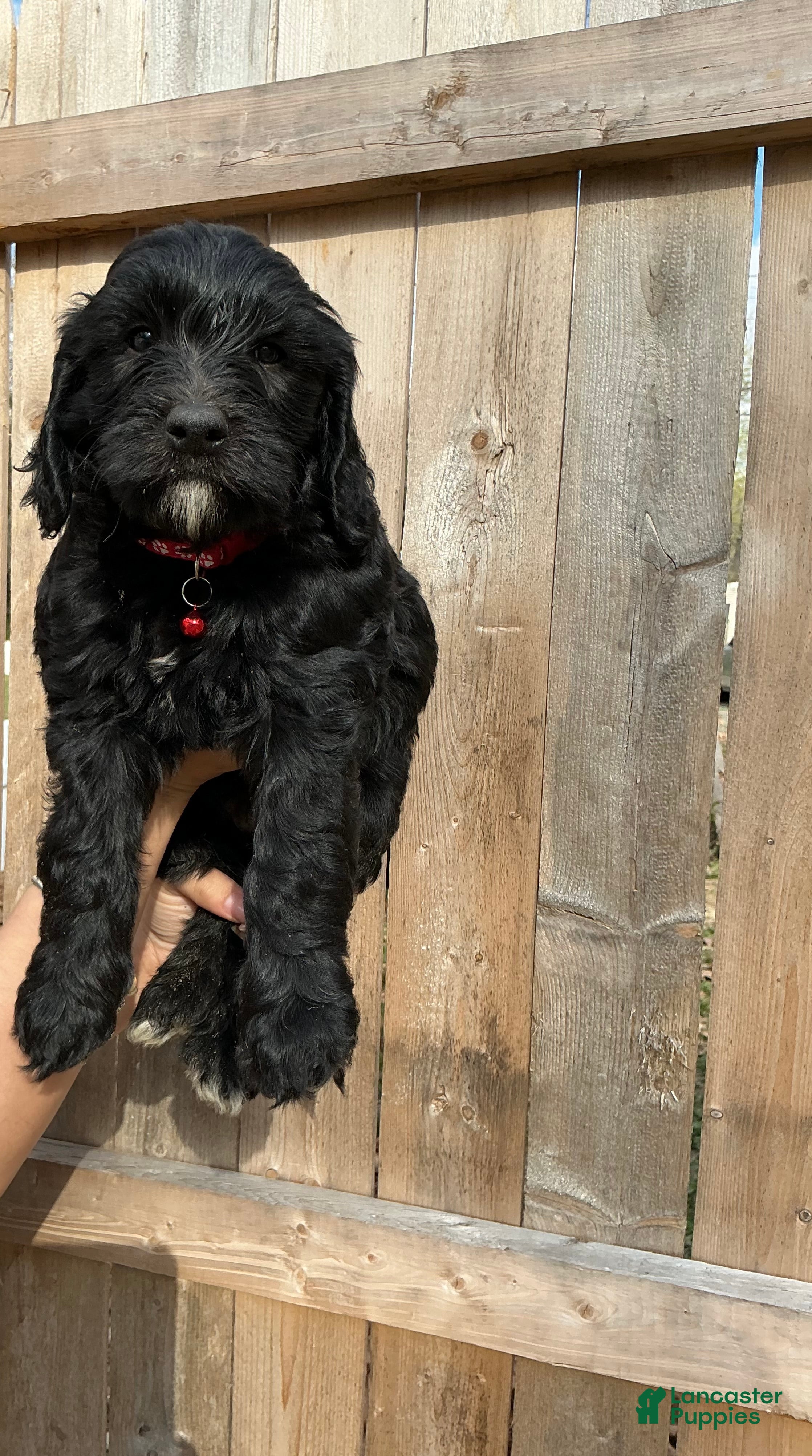 Goldendoodle dogs Zuma - Ad 35