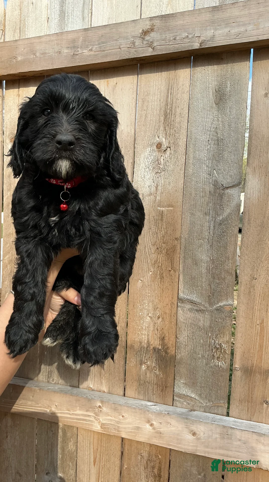 Goldendoodle dogs for sale: Zuma - Ad 1