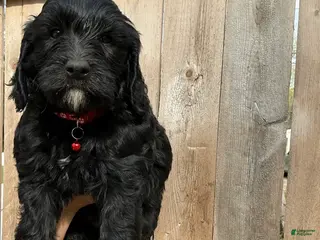 Goldendoodle dogs Zuma - Ad 35