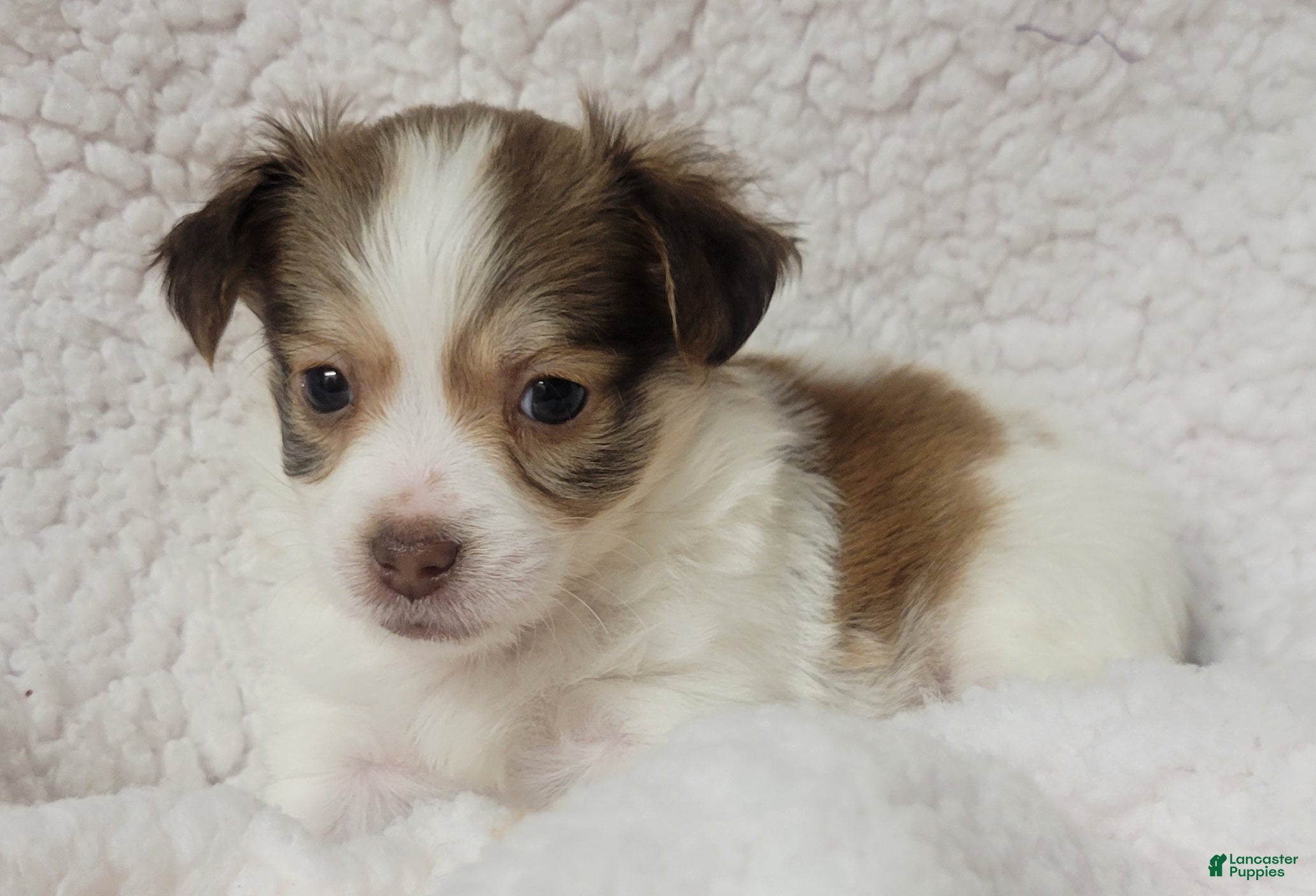 Havanese dogs Havanese 4 Flicker - Ad 2