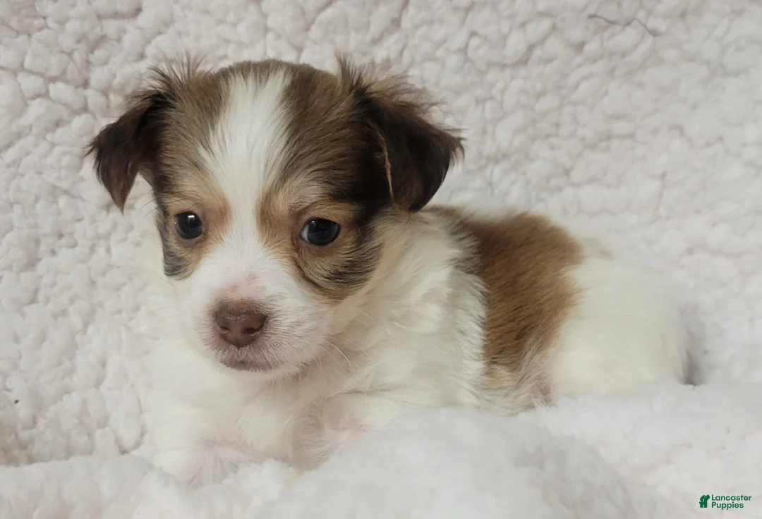 Havanese dogs for sale: Havanese 4 Flicker - Ad 2