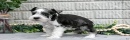 Miniature Schnauzer dogs for sale: Mickey - Ad 3