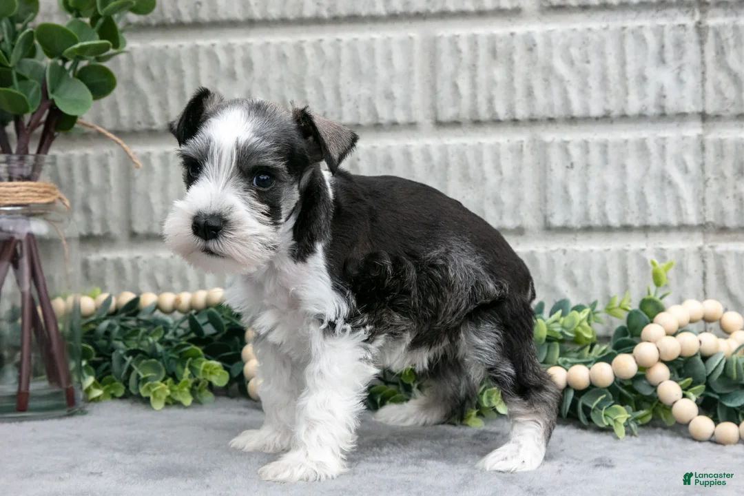 Miniature Schnauzer dogs for sale: Mickey - Ad 3