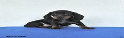 Miniature Dachshund dogs for sale: Milo - Ad 3